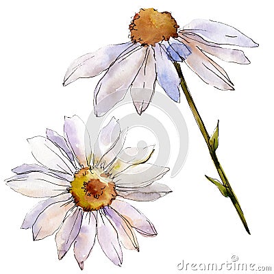 White daisy floral botanical flower. Watercolor background illustration set. Isolated daisies illustration element. Cartoon Illustration