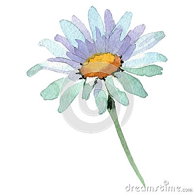 White daisy floral botanical flower. Watercolor background illustration set. Isolated daisy illustration element. Cartoon Illustration