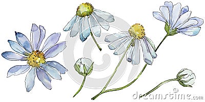 White daisy. Floral botanical flower. Wild spring leaf wildflower isolated. Stock Photo