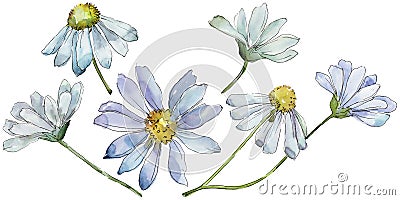 White daisy. Floral botanical flower. Wild spring leaf wildflower isolated. Stock Photo