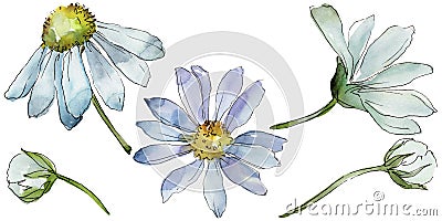 White daisy. Floral botanical flower. Wild spring leaf wildflower isolated. Stock Photo