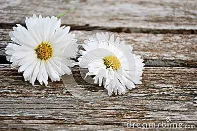 White daisy flower Stock Photo