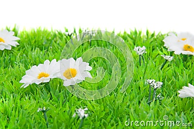 White daisy flowers on grass Stock Photo
