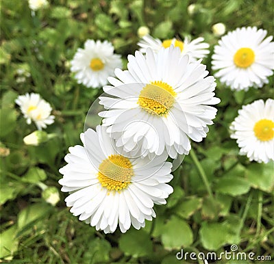 White daisy flowers Stock Photo