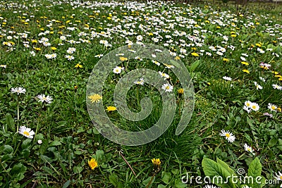 White daisy flowers and yellow dandelion flowers in dense young and green grass Stock Photo