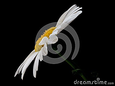 White Daisy Fresh Stock Photo