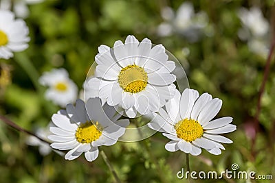 The white daisy grows close-up Stock Photo