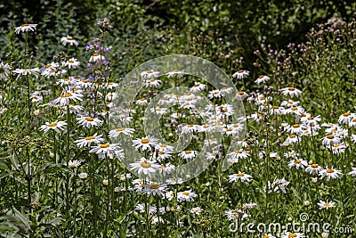 The white daisy grows close-up Stock Photo