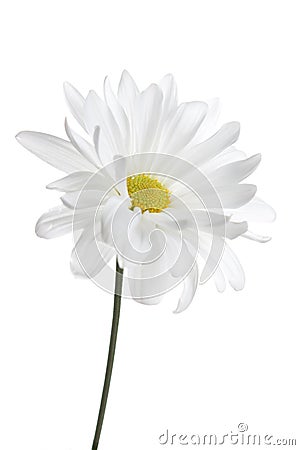 White Daisy Isolated Stock Photo