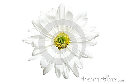 White daisy isolated Stock Photo