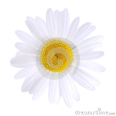 White daisy isolated Stock Photo