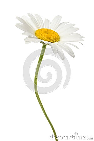 White daisy Stock Photo