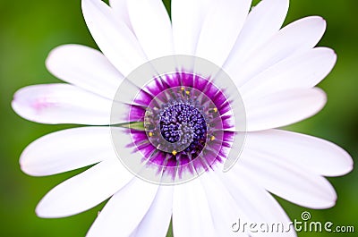 White daisy Stock Photo