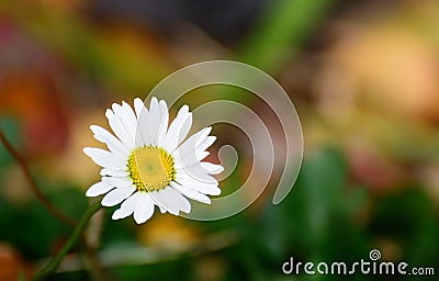 White daisy in the right corner of the picture. Stock Photo