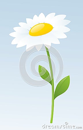 White Daisy Vector Illustration