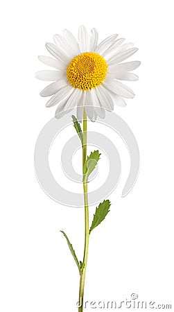 White daisy Stock Photo