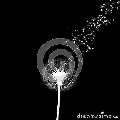 White dandelion on black background Stock Photo