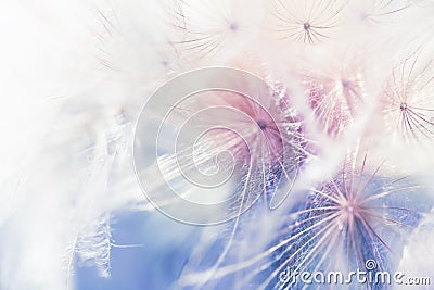 White dandelion close up. Abstract summer nature background Stock Photo