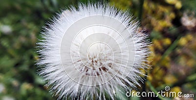 White Dandelion flower closeup with blur background Stock Photo