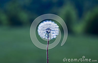 white dandelion grows on green field a muddy background Stock Photo