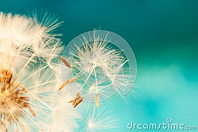 White dandelion seeds blowing in blue turquoise background Stock Photo