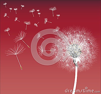 White Dandelion Vector Illustration