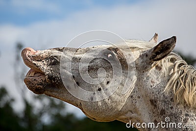 A white dappled male horse flehming Stock Photo