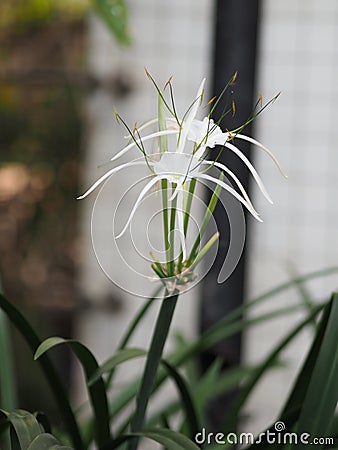 White Dazzle pure flower Hippeastrum Amaryllis Christmas Gift Stock Photo