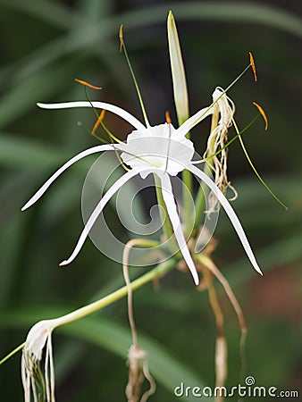 White Dazzle pure flower Hippeastrum Amaryllis Christmas Gift Stock Photo