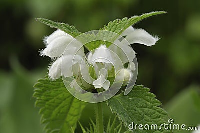 White Dead-nettle - Lamium album Stock Photo