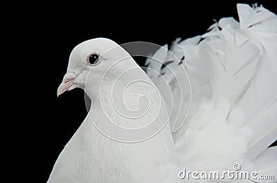 White decorative dove portrait Stock Photo