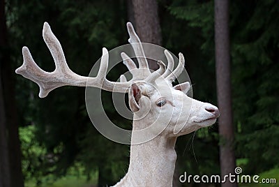 White deer Stock Photo