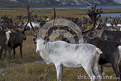White deer in large herds. Stock Photo