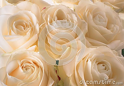 white delicate and beautiful tender roses, soft focus. Women's holiday. 8th march. Celebration. Gift Stock Photo