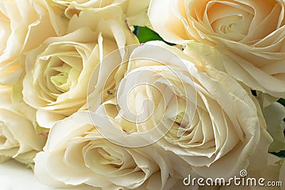 white delicate and beautiful tender roses, soft focus. Women's holiday. 8th march. Celebration. Gift Stock Photo