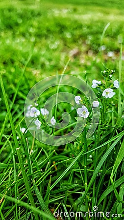 White delicate flowers on a field. Stock Photo