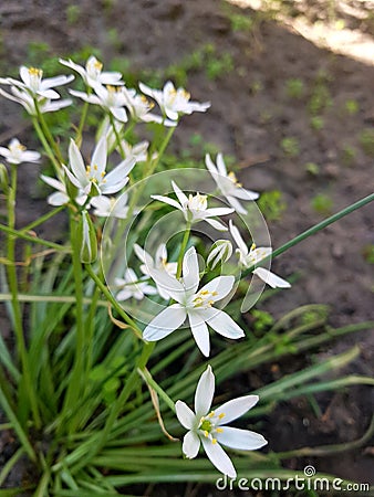 White, delicate flowers on a long green stem, with green thin, long and sharp leaves, against the background of chernozem. Stock Photo