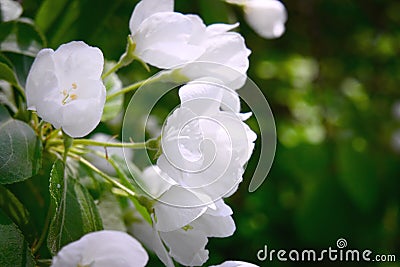 White delicate flowers in spring bloom profusely on a fruit tree branch. Stock Photo