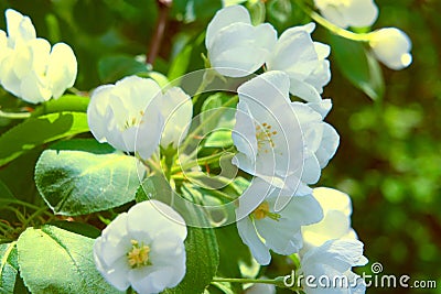 White delicate flowers in spring bloom profusely on a fruit tree branch. Stock Photo