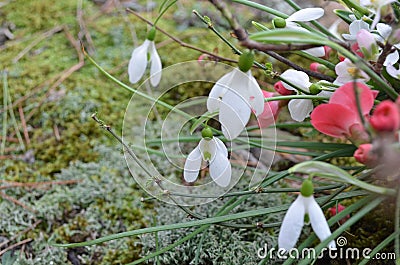 White delicate snowdrops on a background of gray moss Stock Photo