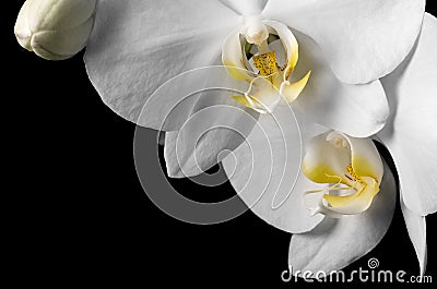 White Dendrobium Orchid on Black Background Stock Photo
