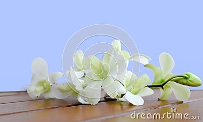 White Dendrobium Orchid Stock Photo