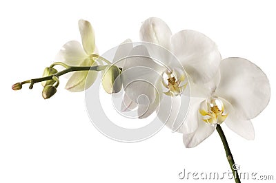 White dendrobium orchid isolated on white Stock Photo