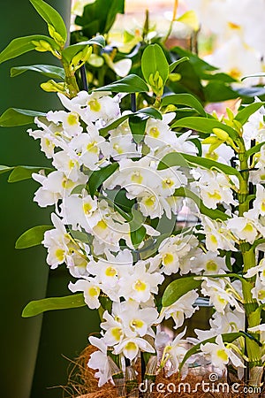 White dendrobium spring dream orchid Stock Photo