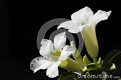 White Desert Rose Flower or Adenium obesum, Impala Lily, Mock Azalea isolated. Stock Photo