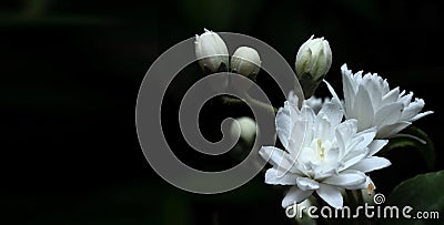 White Deutzia magnifica flowers on a dark background Stock Photo