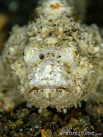 Devil scorpionfish, Scorpaenopsis diabolus. Lembeh, North Sulawesi Stock Photo