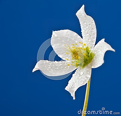 White dewy flower on blue background Stock Photo