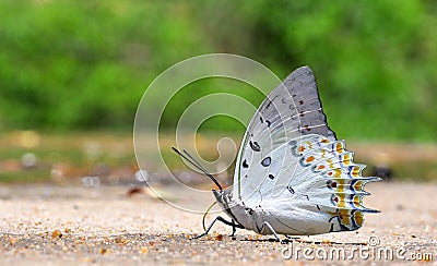 White diamond butterfly Stock Photo