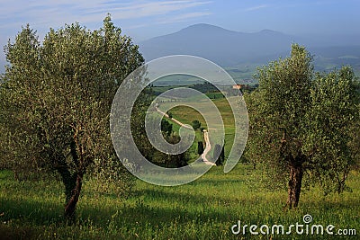 White dirt road through the olive trees Stock Photo